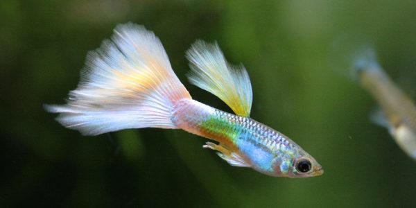 Top 7 Community Fish