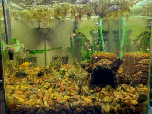 2/17/20 Nano Tank 01 Front View