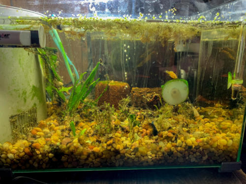 2/17/20 Nano Tank 01 Side View