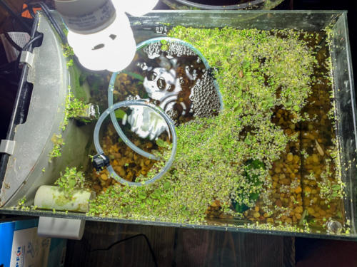 2/17/20 Nano Tank 01 Top View