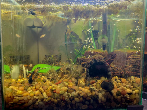 2/18/20 Nano Tank 01 Front View