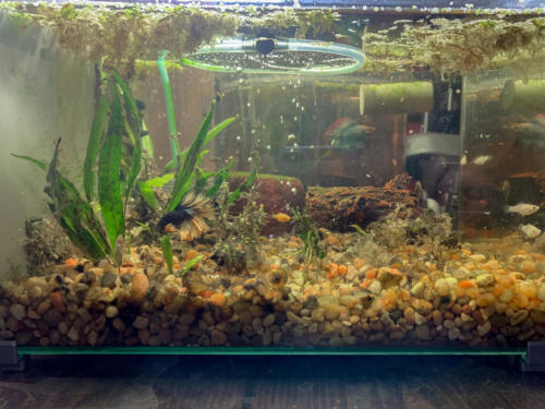 2/19/20 Nano Tank 01 Side View