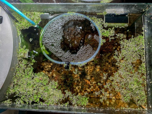 2/19/20 Nano Tank 01 Top View