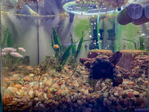 2/20/20 Nano Tank 01 Front View
