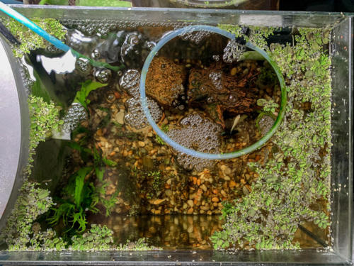 2/21/2020 Nano Tank 01 Top View