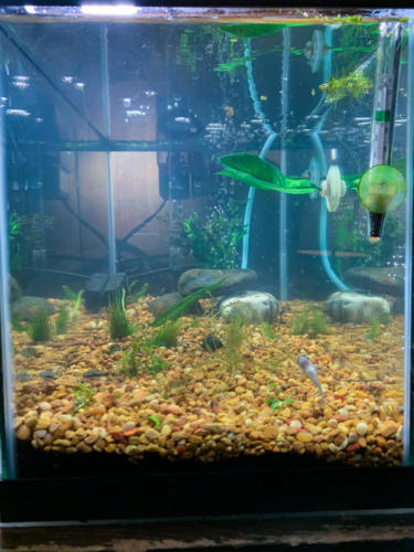 02/22/2020 Nano Tank 02