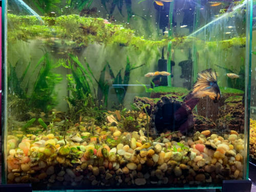 02/29/2020 Nano Tank 01 - Front View