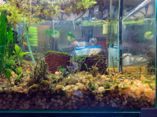 02/29/2020 Nano Tank 01 - Side View