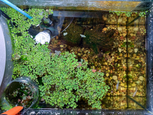 02/29/2020 Nano Tank 01 - Top View