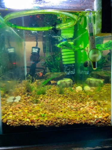 02/29/2020 Nano Tank 02