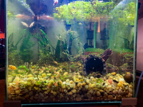 03/01/2020 Nano Tank 01 - Front View