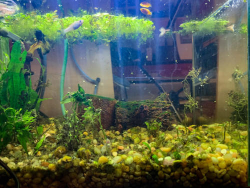 03/01/2020 Nano Tank 01 - Side View