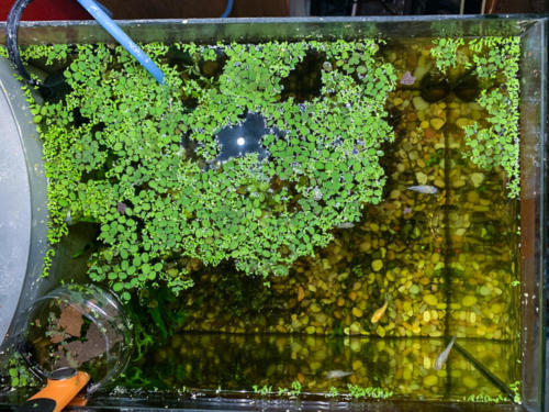 03/01/2020 Nano Tank 01 - Top View