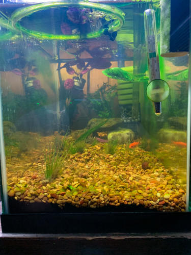 03/01/2020 Nano Tank 02