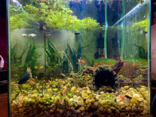 03/02/2020 Nano Tank 01 - Front View