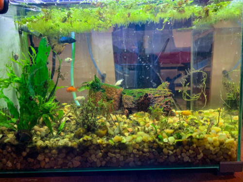 03/02/2020 Nano Tank 01 - Side View