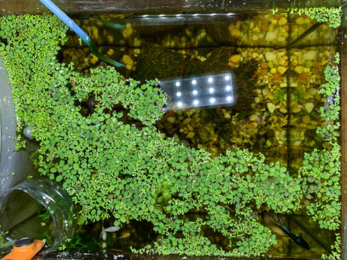 03/02/2020 Nano Tank 01 - Top View