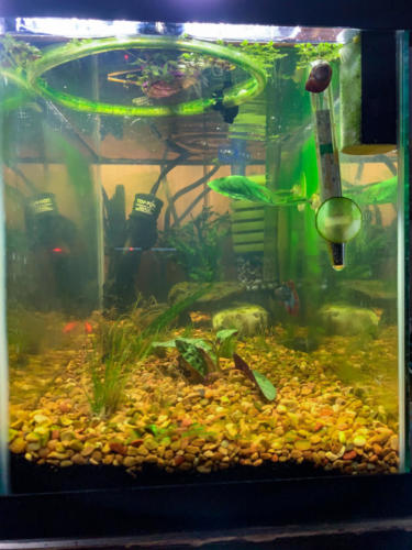 03/02/2020 Nano Tank 02