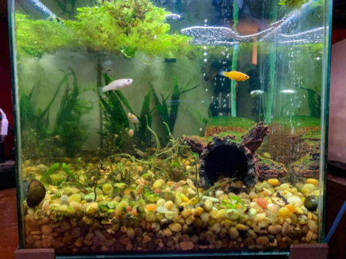 03/03/2020 Nano Tank 01 - Front View
