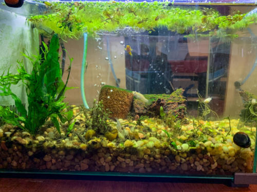 03/03/2020 Nano Tank 01 - Side View