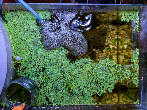 03/03/2020 Nano Tank 01 - Top View