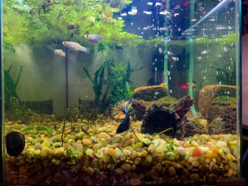 03/04/2020 Nano Tank 01 - Front View