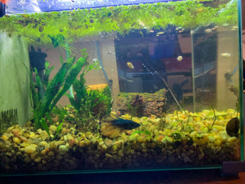 03/04/2020 Nano Tank 01 - Side View