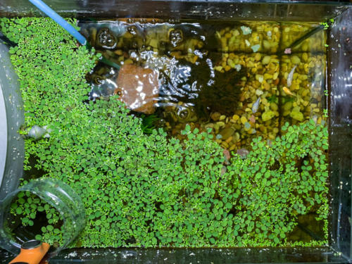 03/04/2020 Nano Tank 01 - Top View