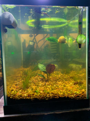 03/04/2020 Nano Tank 02