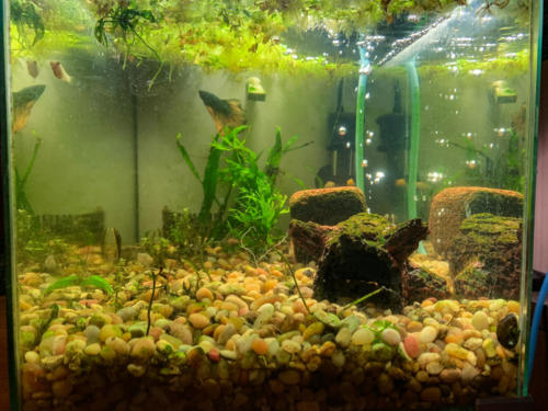 03/05/2020 Nano Tank 01 - Front View