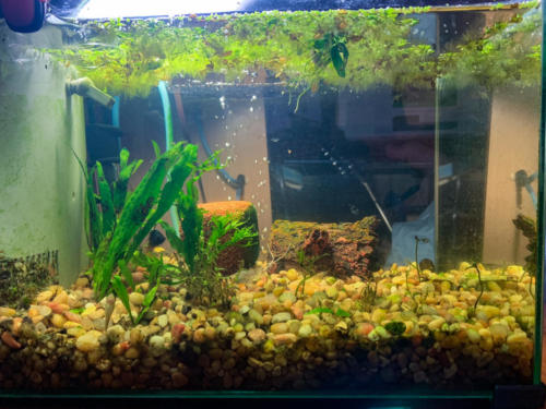 03/05/2020 Nano Tank 01 - Side View