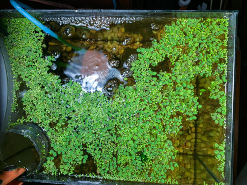 03/05/2020 Nano Tank 01 - Top View