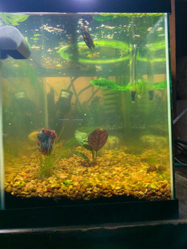 03/05/2020 Nano Tank 02