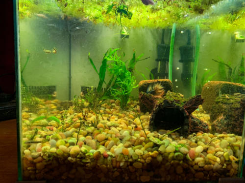 03/06/2020 Nano Tank 01 - Front View