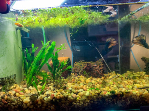 03/06/2020 Nano Tank 01 - Side View