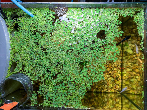 03/06/2020 Nano Tank 01 - Top View