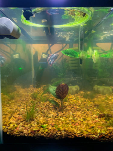 03/06/2020 Nano Tank 02